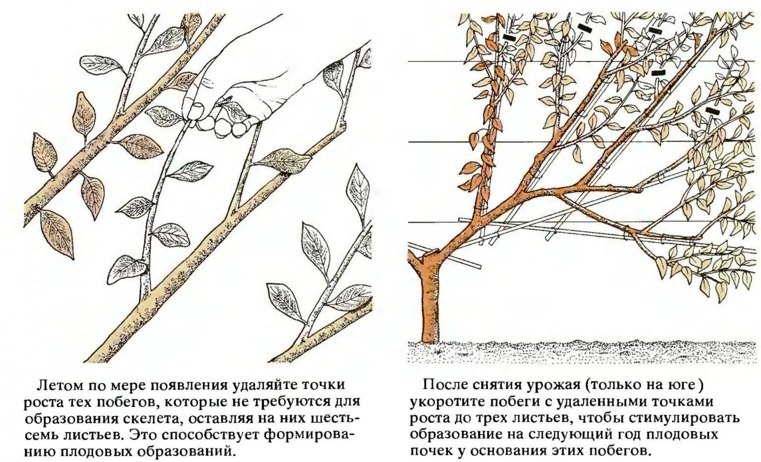Колоновидные плодовые деревья: посадка и уход
