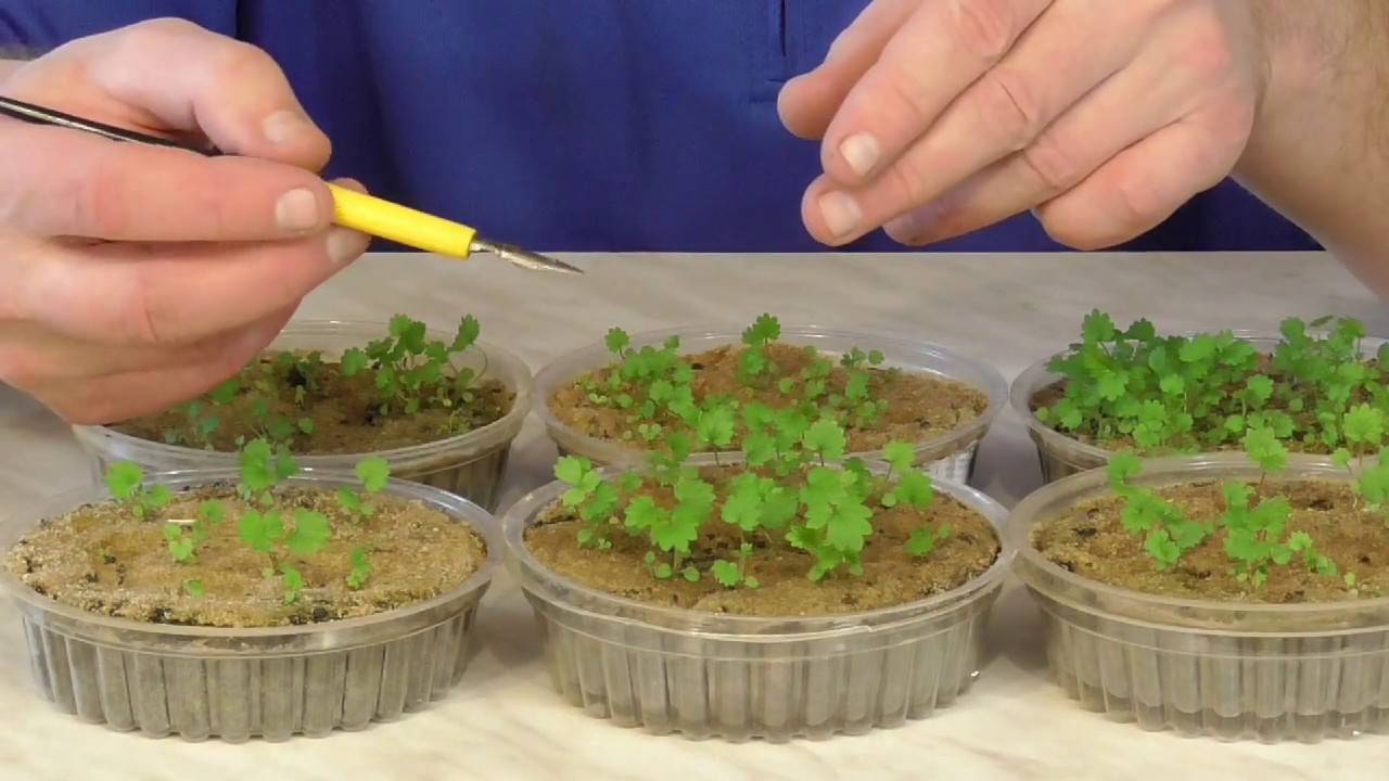 Как вырастить клубнику из семян в домашних условиях на рассаду