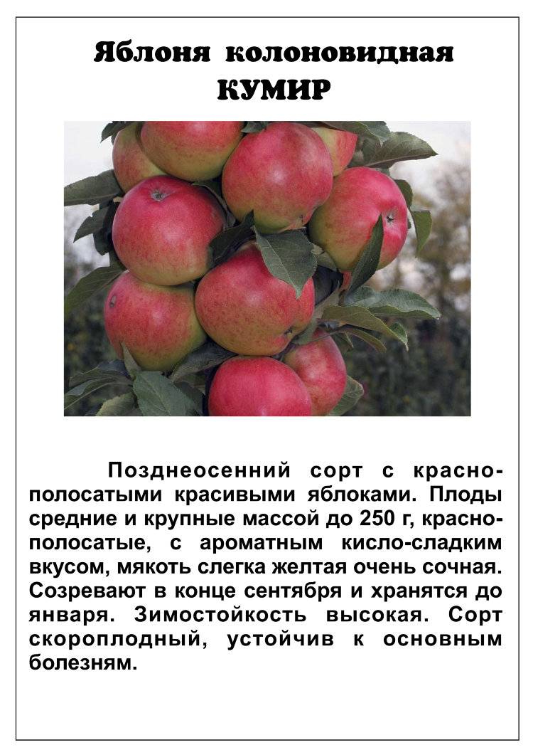 Яблоня "белорусское сладкое": описание сорта, фото, нюансы посадки и ухода