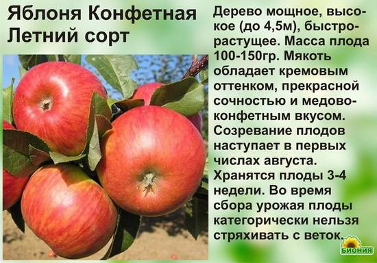 Лучшие сорта яблонь, рекомендованные к посадке на дачах н.н. савельевой, д.б.н. фгбну имени и.в. мичурина