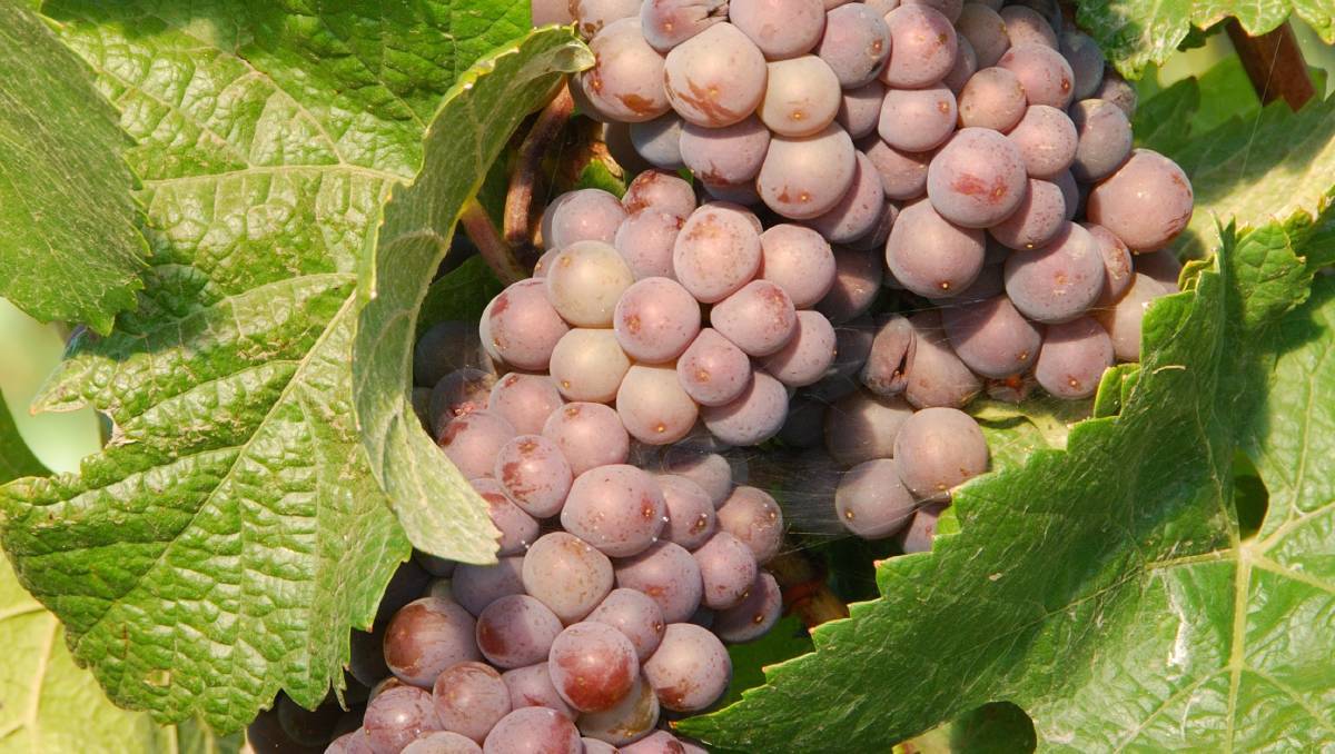 Пино гриджио белое сухое вино, характеристика вина