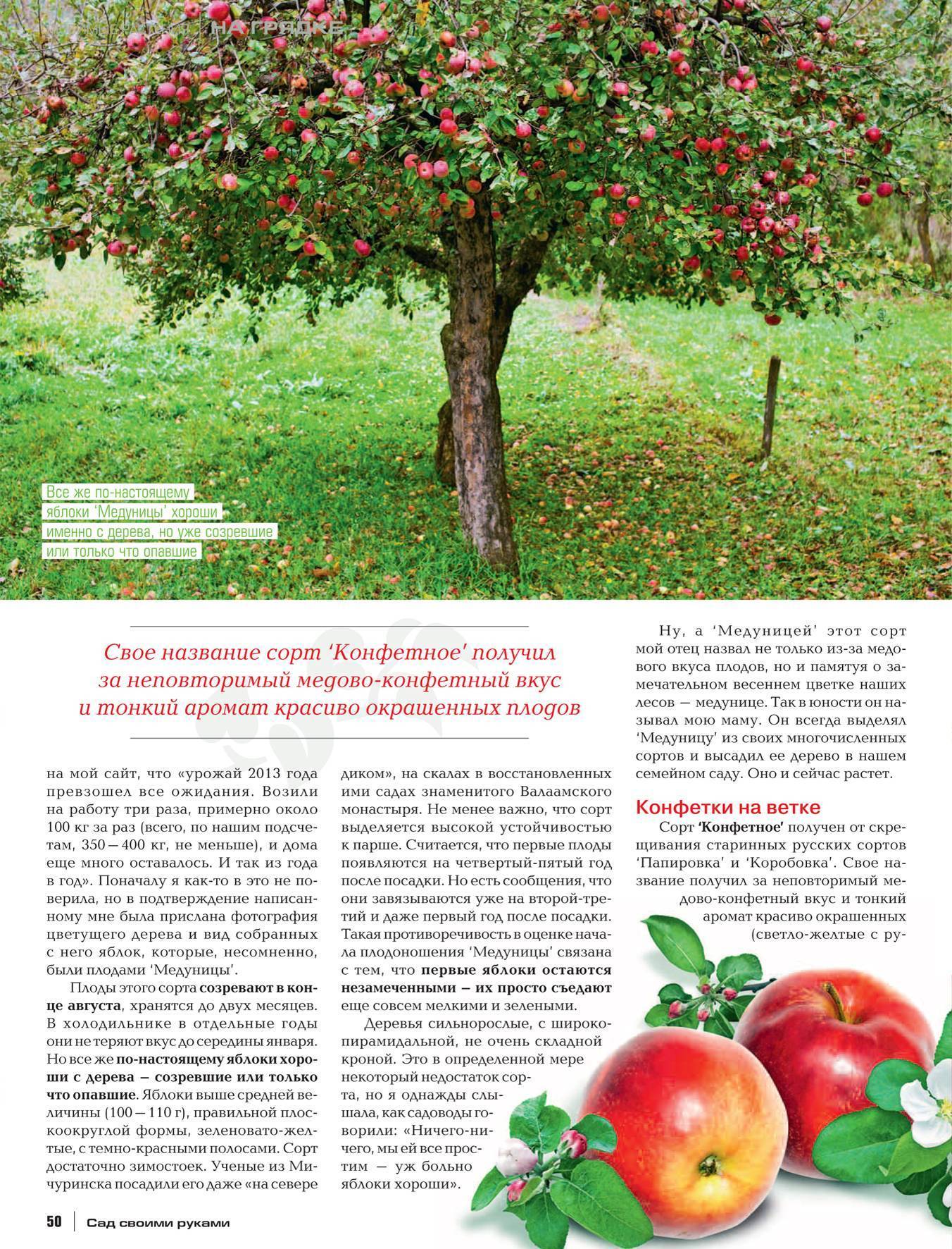 Яблоня спартак: описание и характеристики сорта, посадка и выращивание с фото