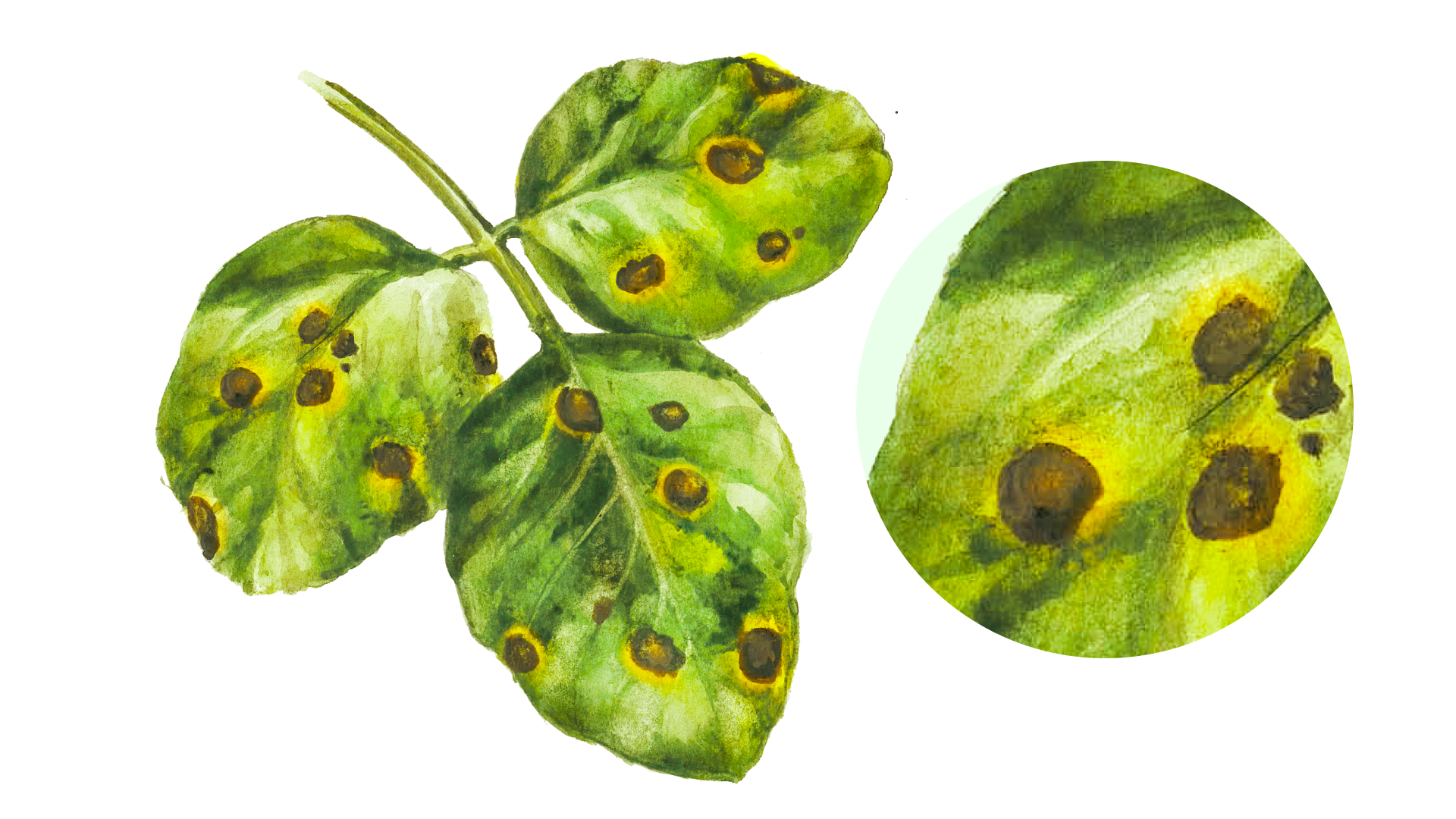Болезни огурцов: фото зараженных листьев с описаниями, способы лечения и рецепты обработки от вредителей и заболеваний
