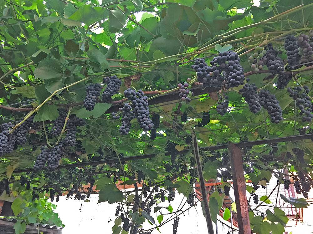 Виноград вэлиант - мир винограда - сайт для виноградарей и виноделов