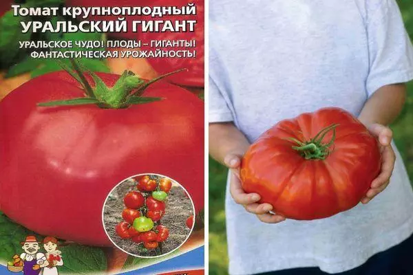 Описание и характеристика томата Уральский гигант, культивирование и выращивание сорта