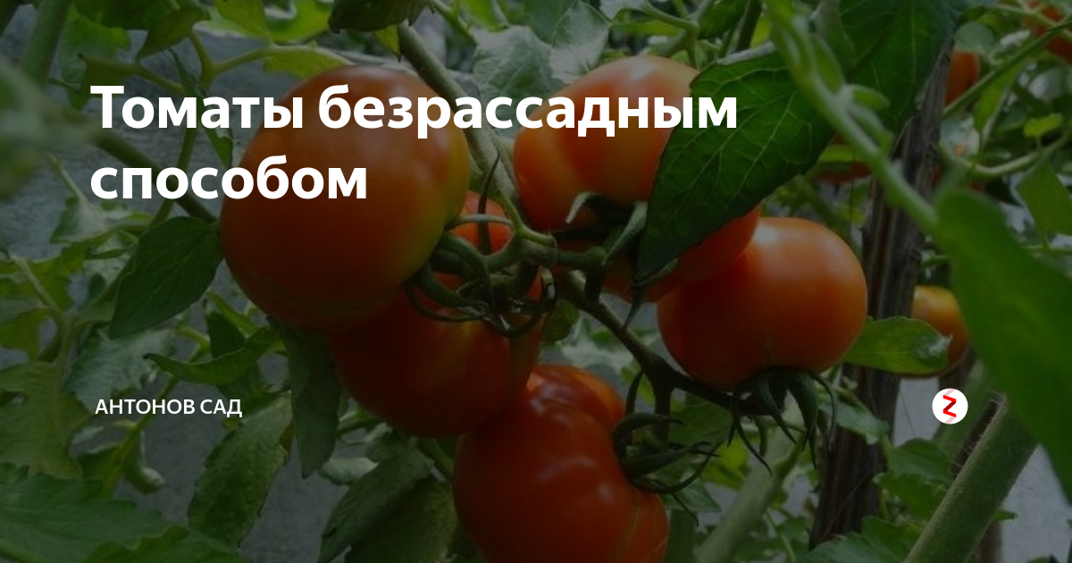 Безрассадный томат: семена прямо в грунт - сельхозобзор.ру