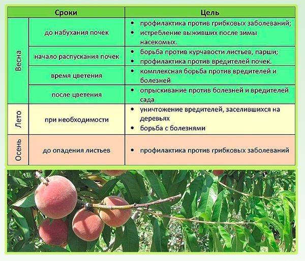Выращиваем фруктовое дерево персик на приусадебном участке