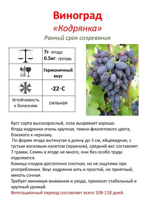 Виноград кодрянка: описание сорта, характеристика, особенности выращивания, отзывы