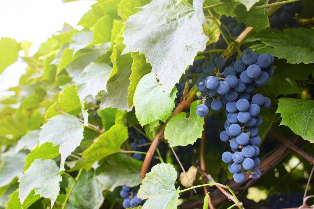 Виноград агат донской: описание сорта, фото и отзывы