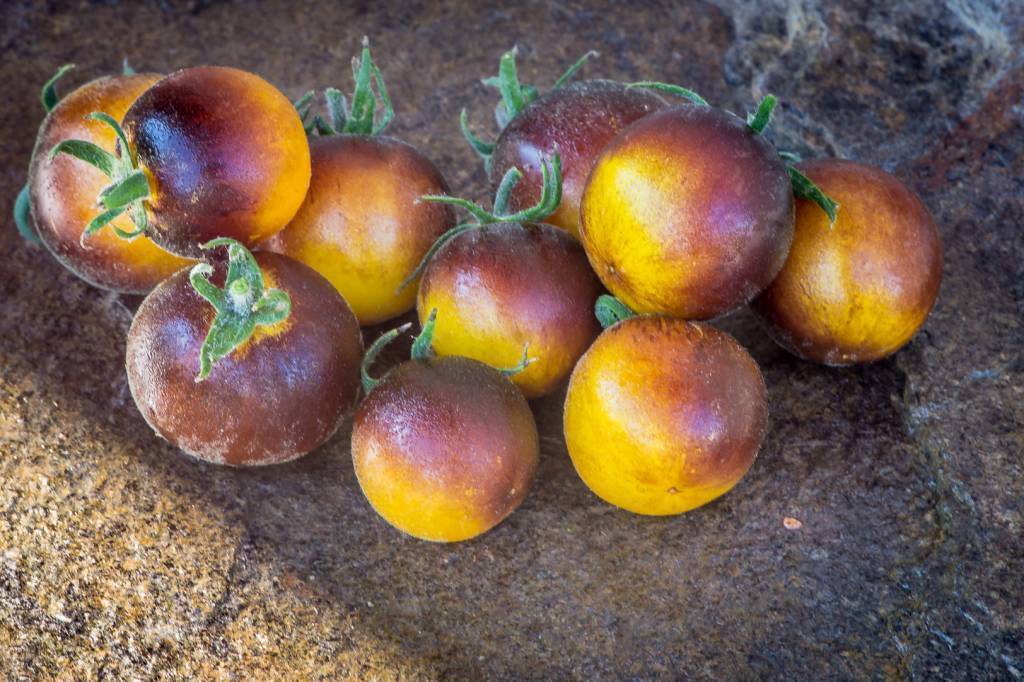 Описание томата мохнатый шмель и агротехника культивирования сорта