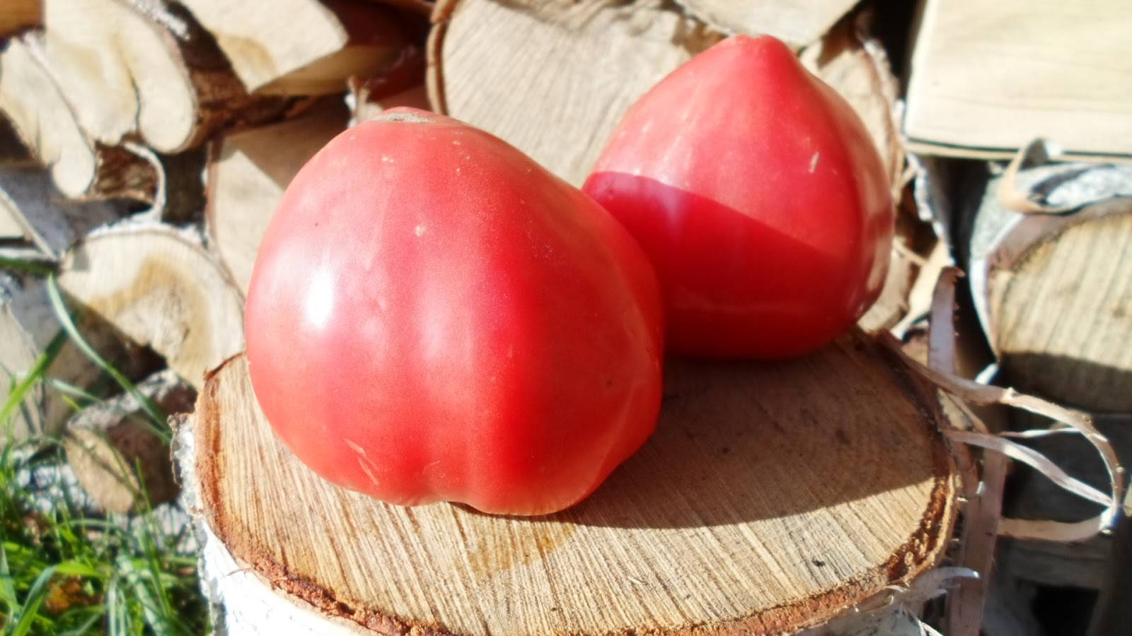 Томат любимый праздник: характеристика и описание сорта с фото, урожайность помидора, отзывы тех, кто сажал | сортовед