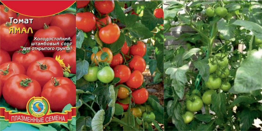 Томаты "ямал" и "ямал 200": характеристика и описание сорта, фото, отзывы, урожайность – все о томатах. выращивание томатов. сорта и рассада.
