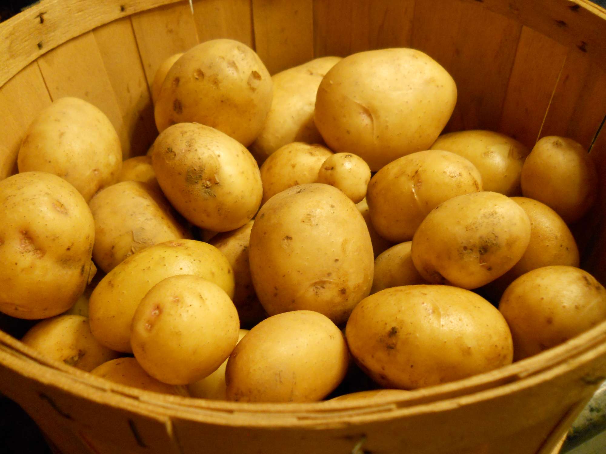 Картофель колобок: характеристики сорта, как хранить, отзывы