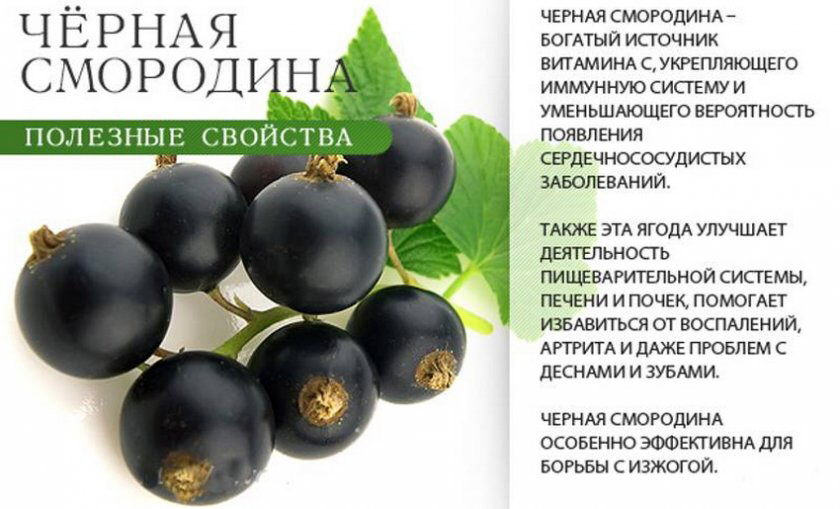 Польза и вред черной смородины для здоровья. какие витамины в черной смородине :: syl.ru