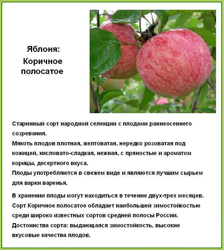 Яблоня грушовка московская: описание сорта, фото, отзывы, посадка, уход, опылители, высота