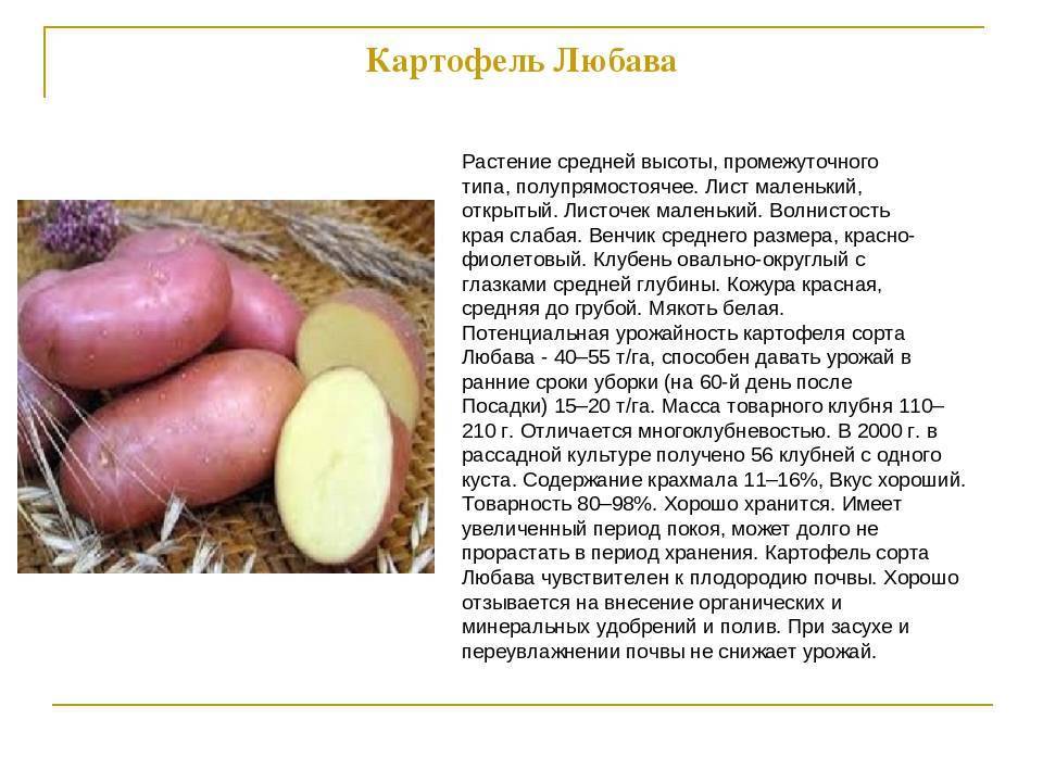 Описание и характеристики картофеля сорта Любава, посадка и уход