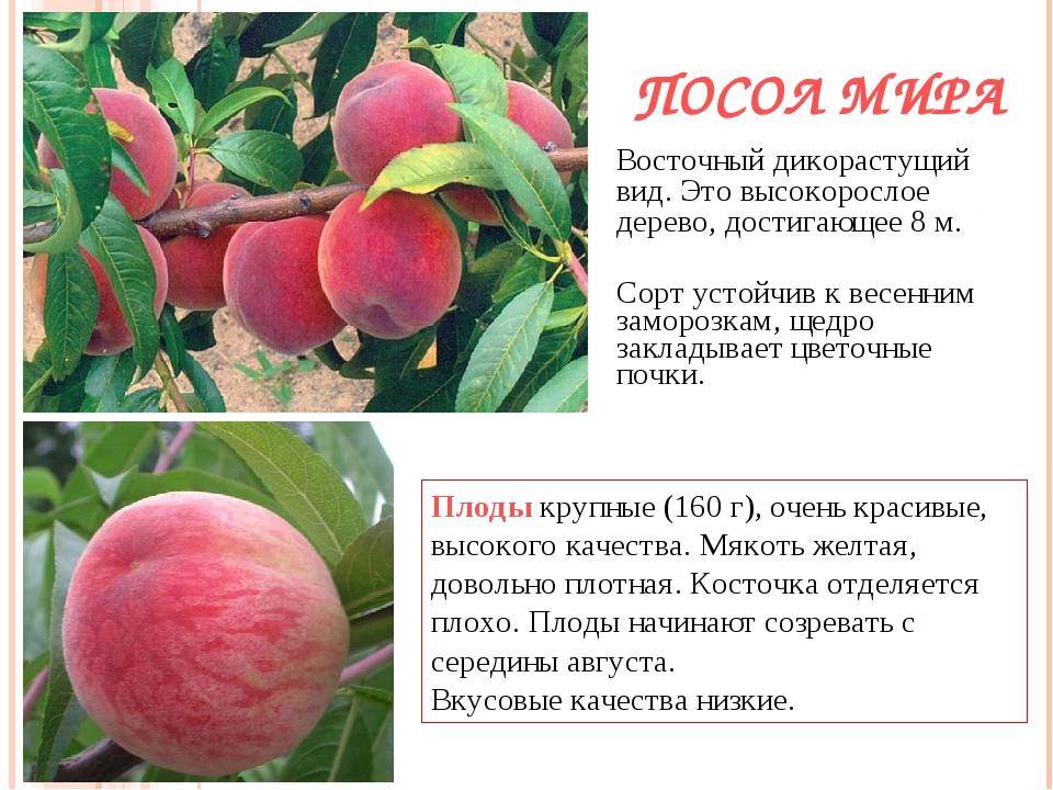 Персик инжирный: описание и характеристика сорта, полезные и вредные свойства, фото