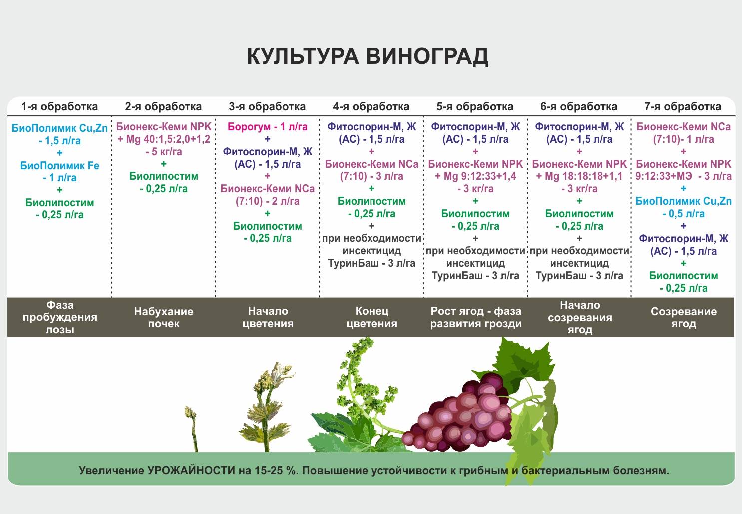 ᐉ сорт винограда саперави северный - roza-zanoza.ru