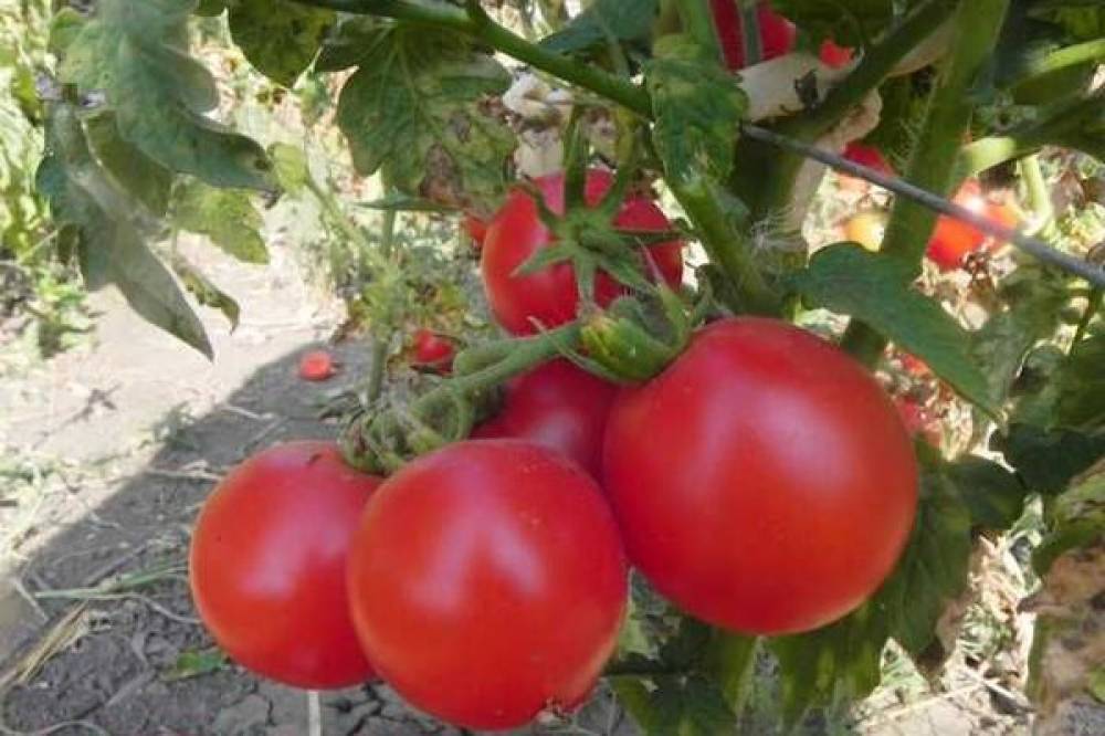 Урожай вкусных помидор без особых хлопот — томат «калинка-малинка»: описание сорта, его достоинства и недостатки