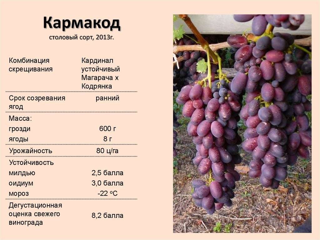 ✅ посадка и уход за виноградом в сибири для начинающих (30 фото): когда открывать после зимы и как вырастить - cvetochki-rostov-na-donu.ru