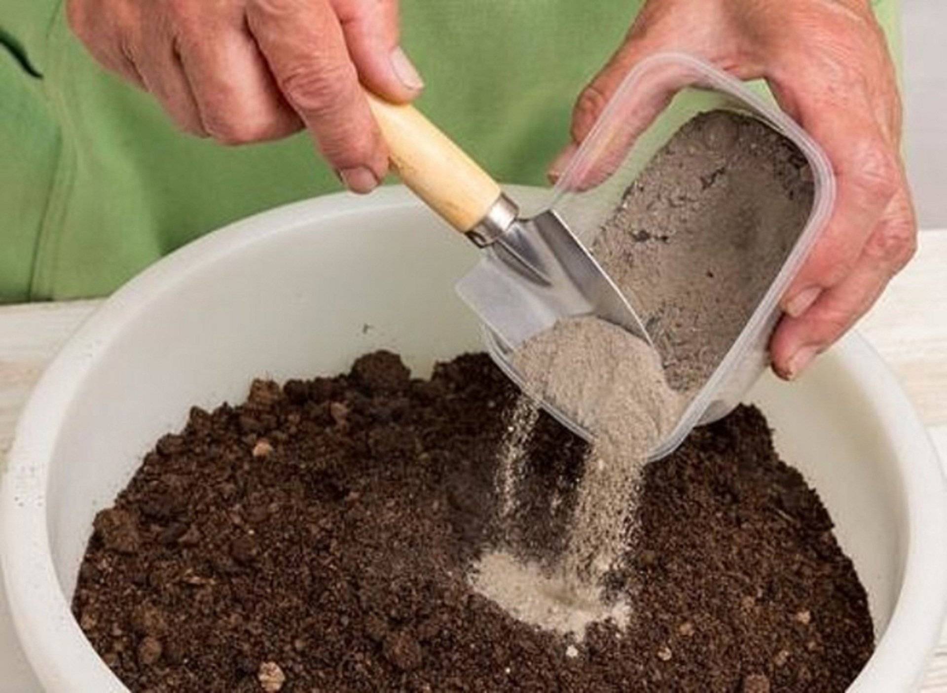 Критерии качества грунта для цитрусовых, состав и необходимая кислотность почвы