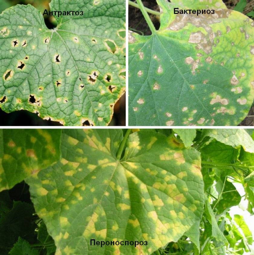 Бактериоз огурцов: причины, симптомы и лечение угловатой пятнистости листьев