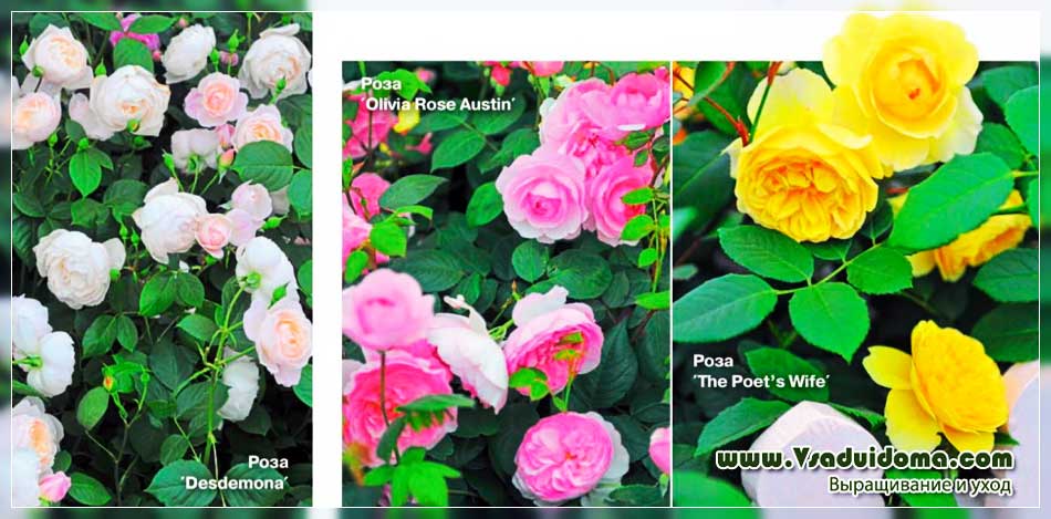 Английские розы: топ 10 лучших сортов, посадка, уход и выращивание