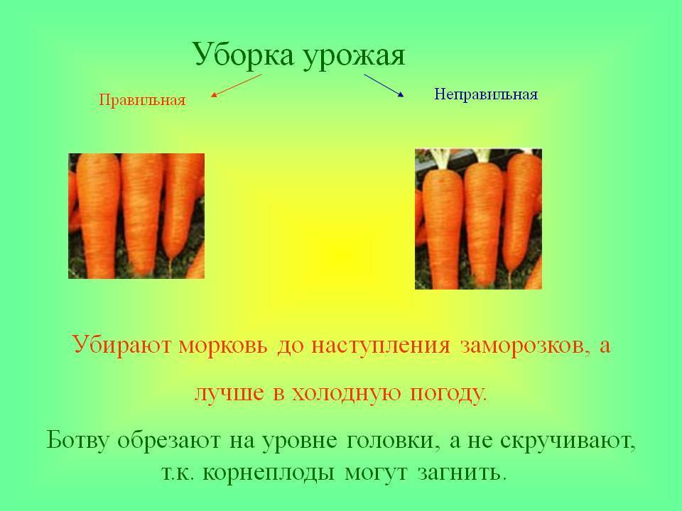 Когда убирать морковь с грядки на хранение в 2021 году по лунному календарю - дзен дневник