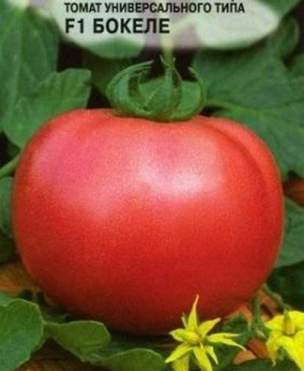 Сорта розовых томатов (90 фото) - самый полный каталог 2023 года | огородникам инфо