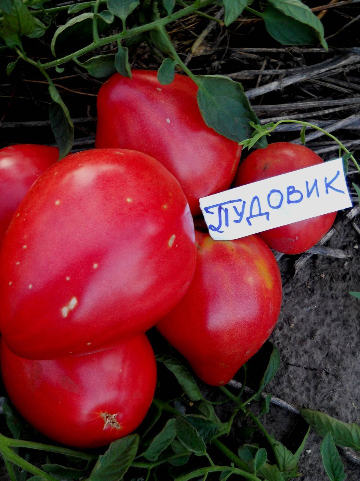Выбираем жароустойчивые сорта помидоров для посадки на юге россии в 2022 году