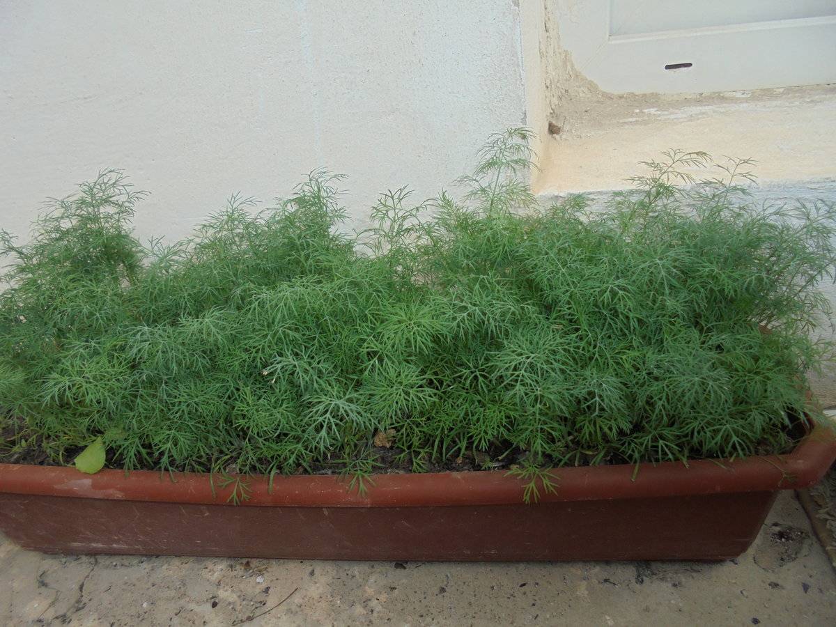 Выращивание укропа в домашних условиях на подоконнике: посев семян, полив, уход, сорта
