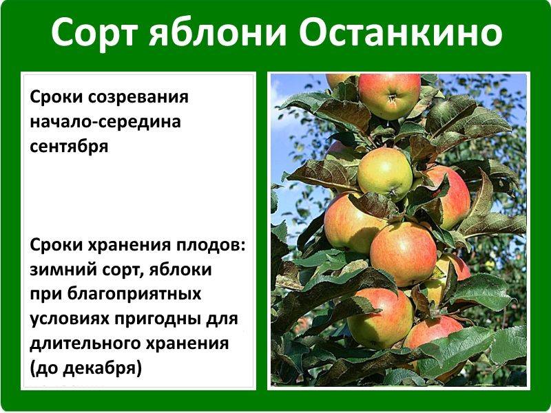 Описание 10 лучших сортов колоновидных яблонь для подмосковья, посадка и выращивание