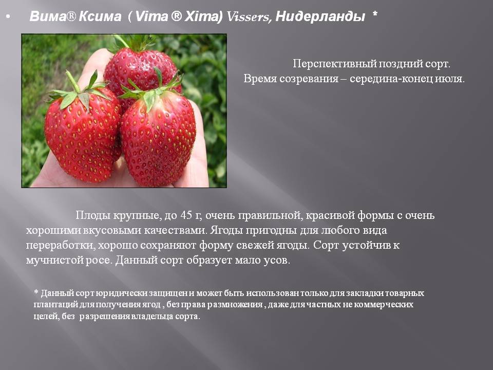 Клубника вима рина: описание сорта с характеристикой и отзывами, особенности посадки и выращивания, фото