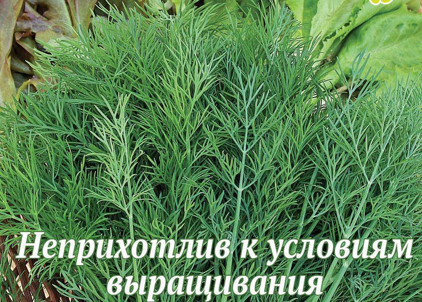 Укроп – лучшие сорта на зелень. описание. фото — ботаничка