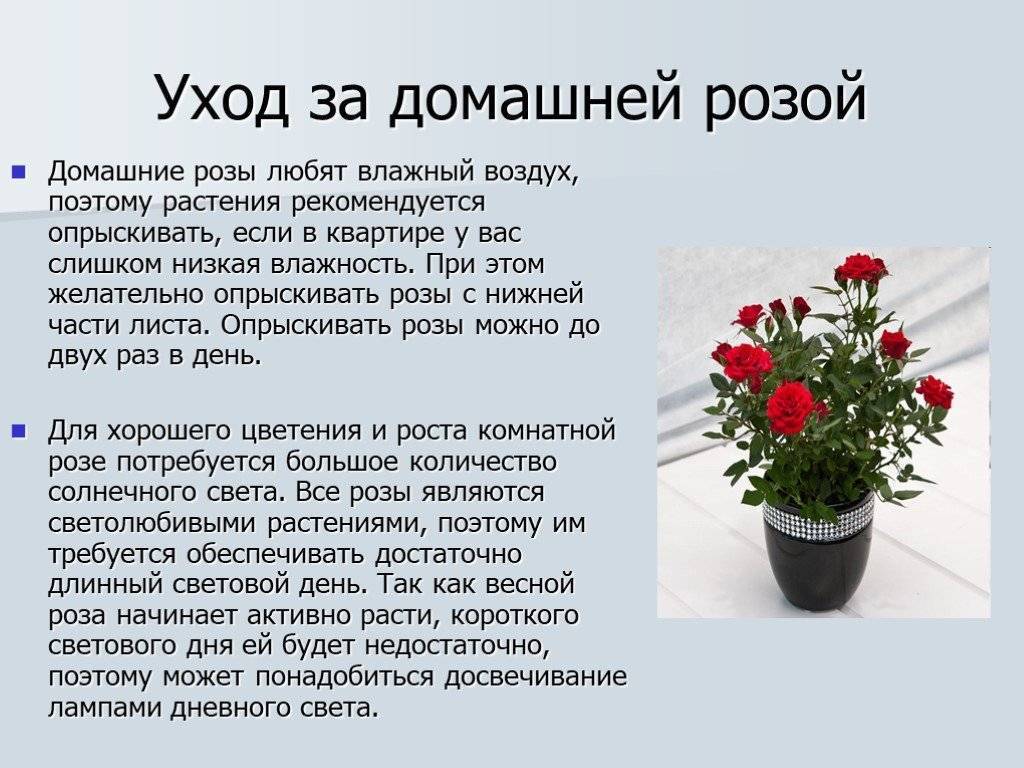 ТОП 4 сорта комнатных роз, их выращивание и уход в домашних условиях