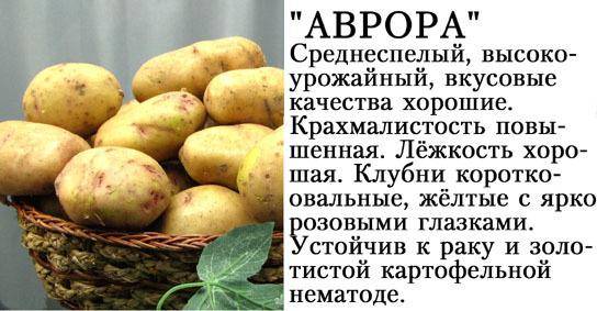 Особенности выращивания картофеля рокко, урожайность сорта и отзывы огородников