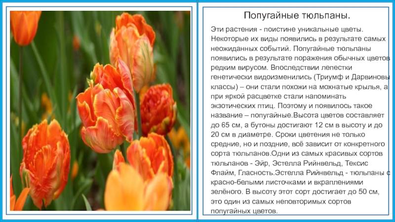 Тюльпаны: описание сортов и фото, посадка и уход
