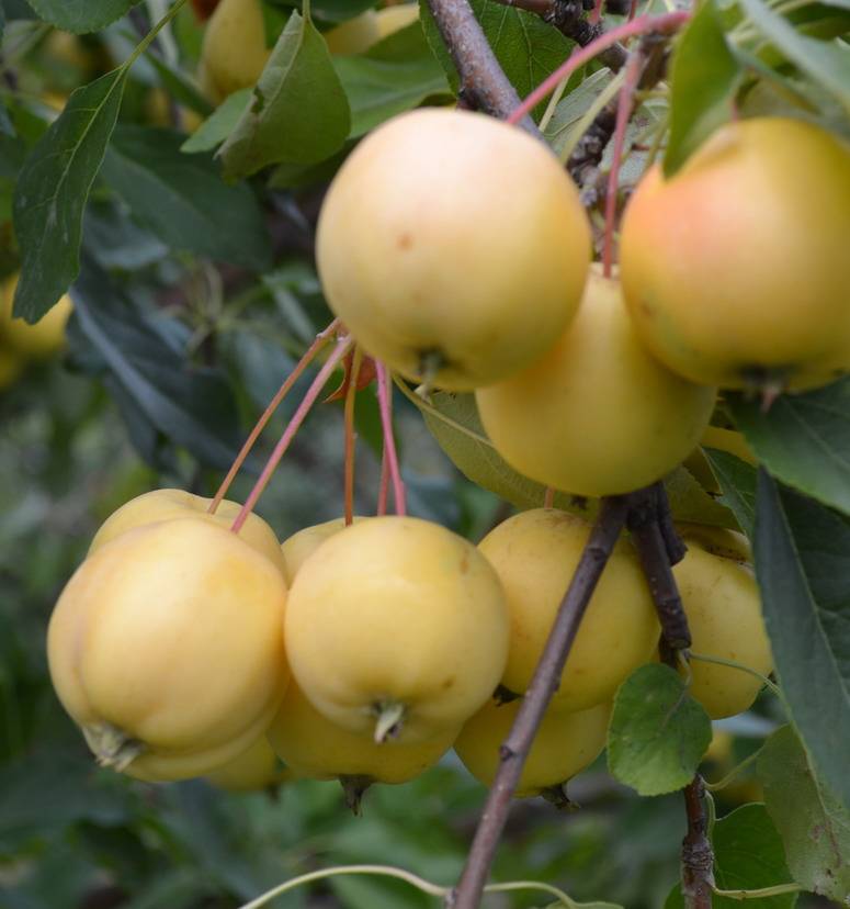 Вкуснейший сорт яблони – уральское наливное