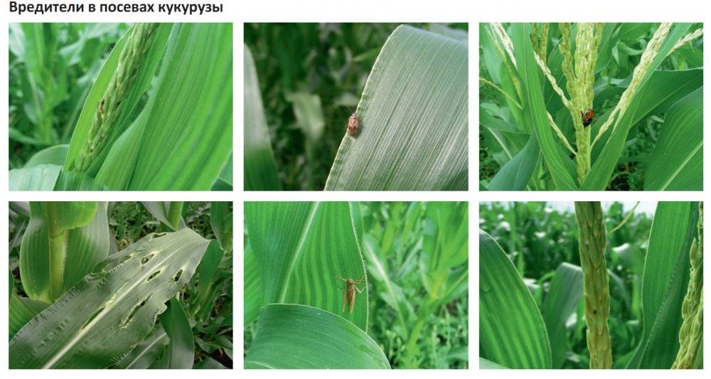 Болезни и вредители кукурузы: меры борьбы с ними, профилактика с фото и видео