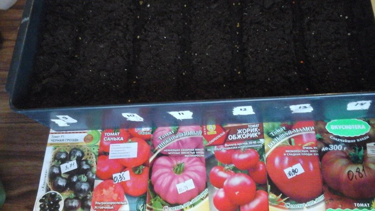 Томат жорик обжорик: характеристика и описание сорта, фото куста, отзывы тех кто сажал помидоры об их урожайности