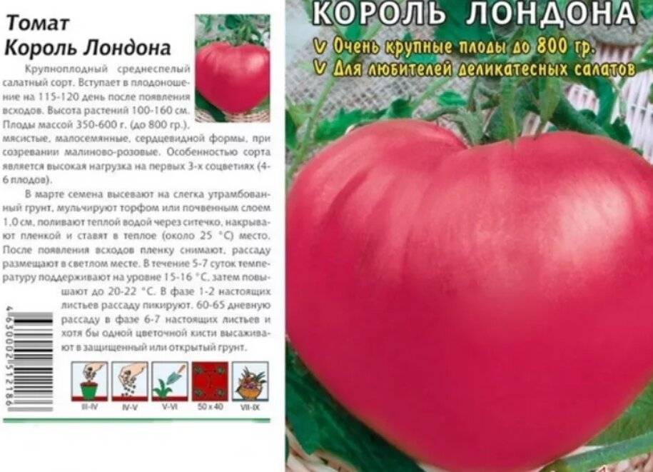 Король ранних — томат скороспелый и крупный | садоводство24