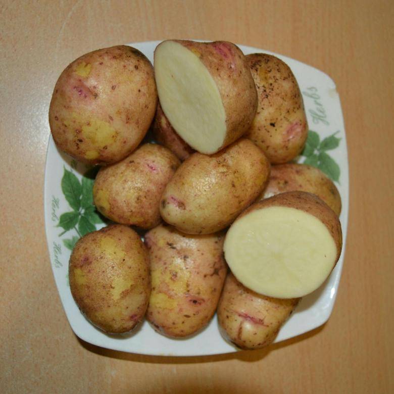 Описание сорта картофеля аврора, фото, отзывы кто сажал