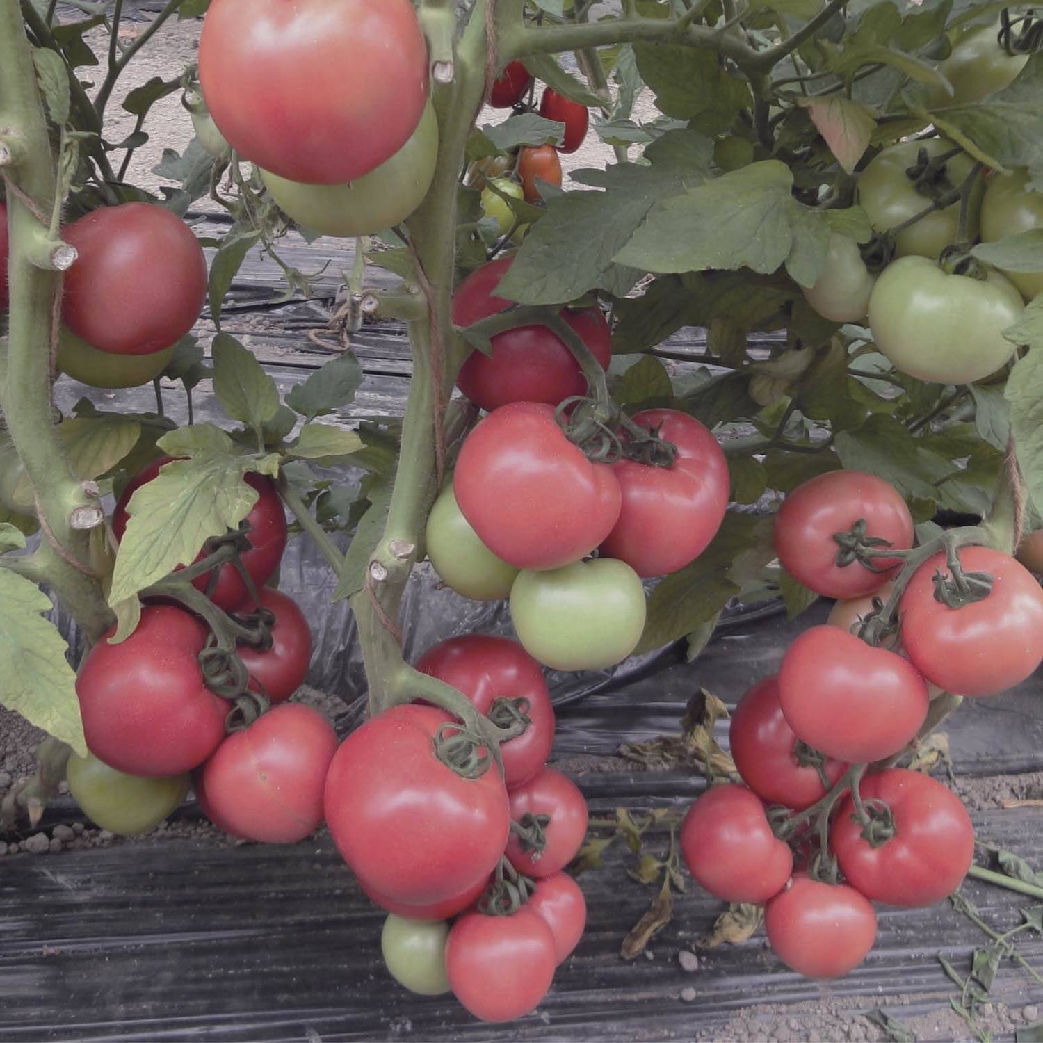 Описание сорта томата пандароза, особенности выращивания и ухода – дачные дела