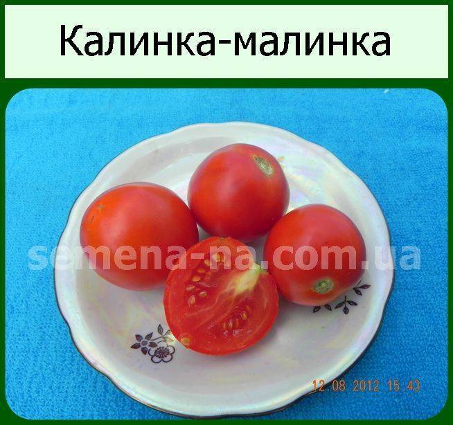 Сорт томата «калинка-малинка»: описание, характеристика, посев на рассаду, подкормка, урожайность, фото, видео и самые распространенные болезни томатов