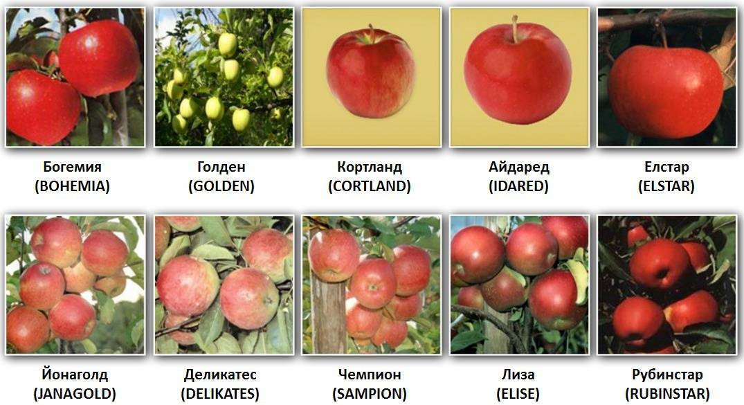 Сорт яблони апорт: фото, отзывы, описание, характеристики.