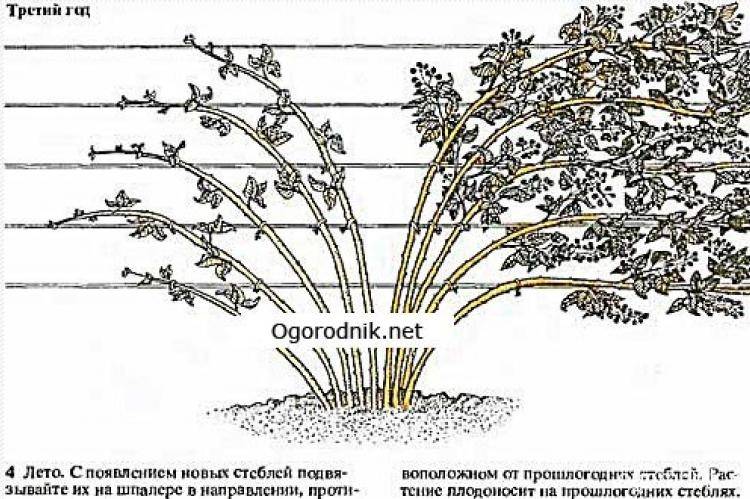 Ежевика торнфри: описание сорта, выращивание, уход и формирование куста, отзывы про бесшипную, размножение
