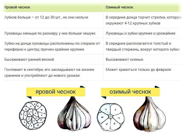 Яровой чеснок: лучшие сорта для разных регионов россии