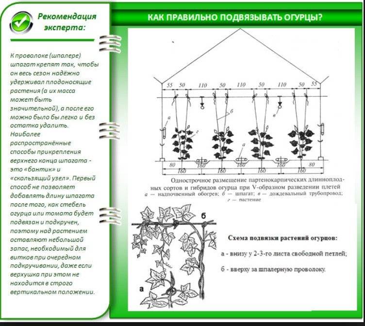 Формирование огурцов на шпалере в открытом грунте: пошаговая инструкция по выращиванию разных сортов и гибридов