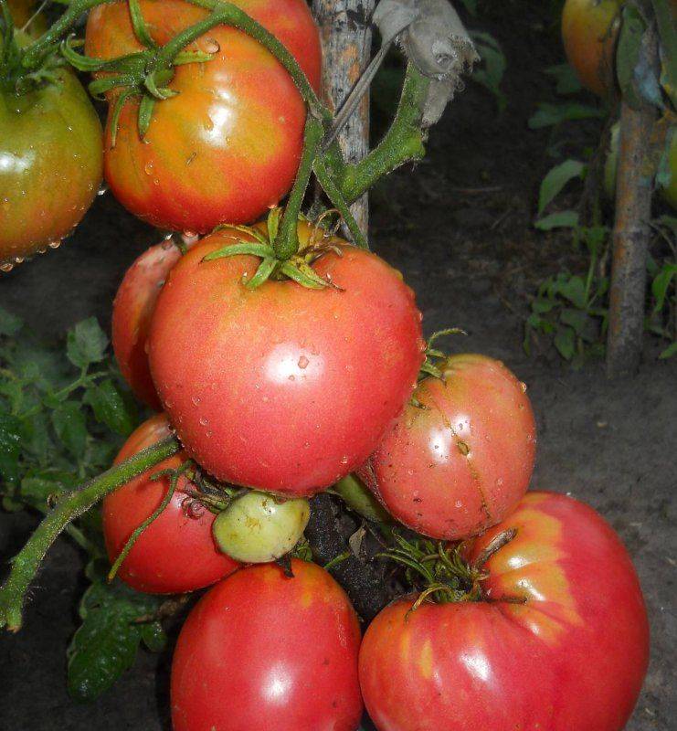 Характеристика сорта томатов сибирский козырь