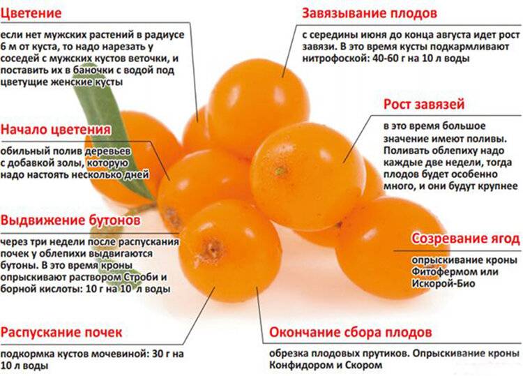 Разновидности и описание сортов персиков